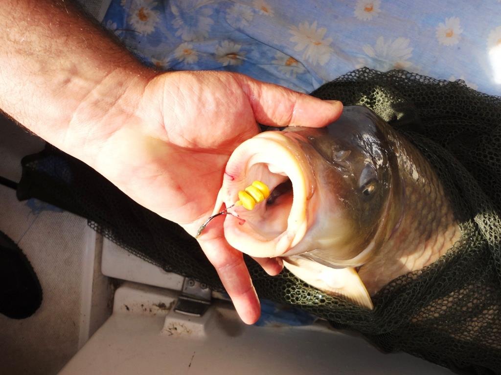 Sulina septembrie 2014 - dsc01265.JPG